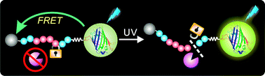 Graphical abstract: Probing protease activity by single-fluorescent-protein nanocapsules