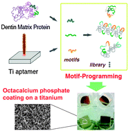 Graphical abstract: Motif-programmed artificial proteins mediated nucleation of octacalcium phosphate on titanium substrates