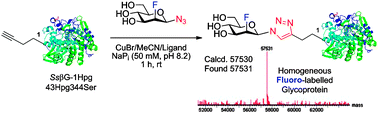 Graphical abstract: Fluoroglycoproteins: ready chemical site-selective incorporation of fluorosugars into proteins