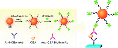 Graphical abstract: DNA-bridged bioconjugation of fluorescent quantum dots for highly sensitive microfluidic protein chips