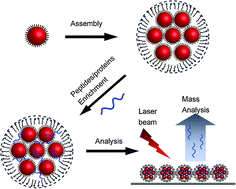Graphical abstract: Superparamagnetic nanocrystal clusters for enrichment of low-abundance peptides and proteins