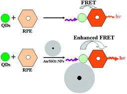 Graphical abstract: Au/SiO2 core/shell nanoparticles enhancing fluorescence resonance energy transfer efficiency in solution