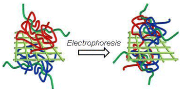 Graphical abstract: Electrophoretic adhesion of stimuli-responsive hydrogels