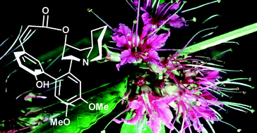 Graphical abstract: Total synthesis of (±)-Vertine with Z-selective RCM as a key step