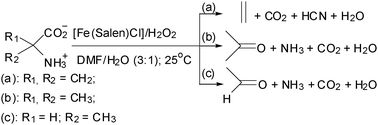 Graphical abstract: Bio-inspired amino acid oxidation by a non-heme iron catalyst modeling the action of 1-aminocyclopropane-1-carboxylic acid oxidase