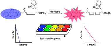 Graphical abstract: 9-Aminoacridine peptide derivatives as versatile reporter systems for use in fluorescence lifetime assays