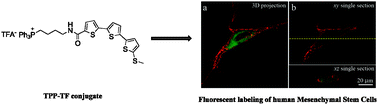 Graphical abstract: Fluorescent labeling of human mesenchymal stem cells by thiophene fluorophores conjugated to a lipophilic carrier