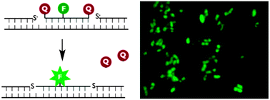 Graphical abstract: Sandwich probes: two simultaneous reactions for templated nucleic acid detection
