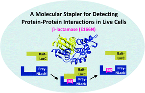 Graphical abstract: Detecting protein interactions in live cellsvia complementation of a hydrolysis-deficient β-lactamase