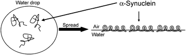 Graphical abstract: α-Synuclein in α-helical conformation at air–water interface: implication of conformation and orientation changes during its accumulation/aggregation