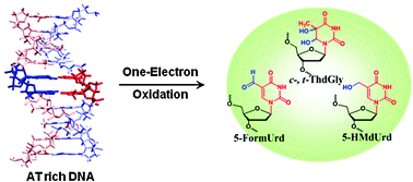 Graphical abstract: One-electron oxidation of DNA: reaction at thymine