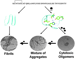 Graphical abstract: Copper-induced cytotoxicity: reactive oxygen species or islet amyloid polypeptide oligomer formation