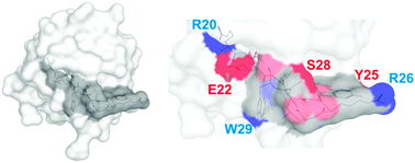 Graphical abstract: The pattern recognition molecule deleted in malignant brain tumors 1 (DMBT1) and synthetic mimics inhibit liposomal nucleic acid delivery