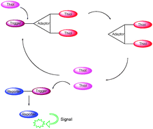 Graphical abstract: Sulfhydryl-based dendritic chain reaction