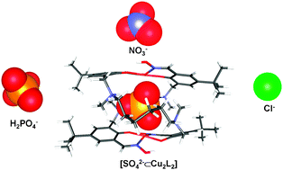 Graphical abstract: A bis-salicylaldoximato-copper(ii) receptor for selective sulfate uptake