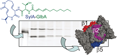 Graphical abstract: The natural product hybrid of Syringolin A and Glidobactin A synergizes proteasome inhibition potency with subsite selectivity