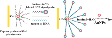 Graphical abstract: A novel electrochemiluminescence strategy for ultrasensitive DNA assay using luminol functionalized gold nanoparticles multi-labeling and amplification of gold nanoparticles and biotin–streptavidin system