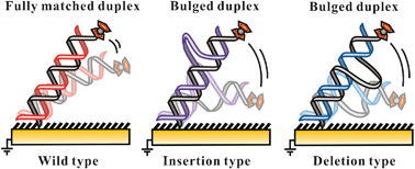 Graphical abstract: Electrochemical detection of insertion/deletion mutations based on enhanced flexibility of bulge-containing duplexes on electrodes