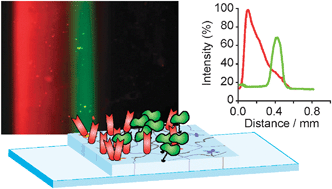 Graphical abstract: Programmable microfluidic patterning of protein gradients on hydrogels