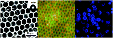 Graphical abstract: Quantum-dot-embedded ionomer-derived films with ordered honeycomb structures via breath figures