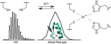 Graphical abstract: Metal binding to a zinc-finger peptide: a comparison between solution and the gas phase