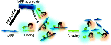 Graphical abstract: Cyclen-hybrid compound captures copper to protect INS-1 cells from islet amyloid polypeptide cytotoxicity by inhibiting and lysing effects