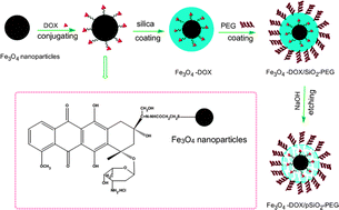 Graphical abstract: Synthesis of a novel magnetic drug delivery system composed of doxorubicin-conjugated Fe3O4 nanoparticle cores and a PEG-functionalized porous silica shell