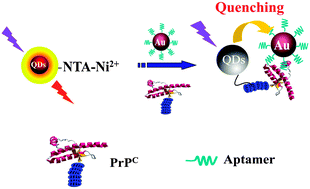 Graphical abstract: Ultra-sensitive detection of prion protein with a long range resonance energy transfer strategy