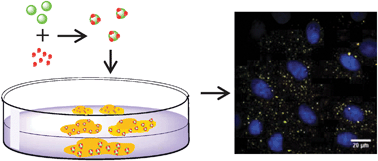 Graphical abstract: Cellular binding of nanoparticles in the presence of serum proteins