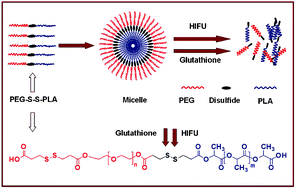 Graphical abstract: High intensity focused ultrasound and redox dual responsive polymer micelles