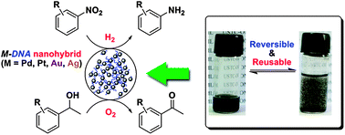 Graphical abstract: A DNA-templated catalyst: the preparation of metal-DNA nanohybrids and their application in organic reactions