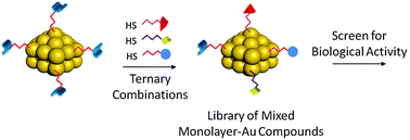 Graphical abstract: Identification of antibiotics using small molecule variable ligand display on gold nanoparticles