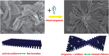 Graphical abstract: Amplification of chirality in N,N′-1,2-ethanediylbisbenzamides: from planar sheets to twisted ribbons