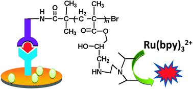 Graphical abstract: A novel electrochemiluminescence immunosensor via polymerization-assisted amplification