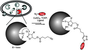 Graphical abstract: The biological targets of acivicin inspired 3-chloro- and 3-bromodihydroisoxazole scaffolds