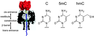 Graphical abstract: Identification of epigenetic DNA modifications with a protein nanopore