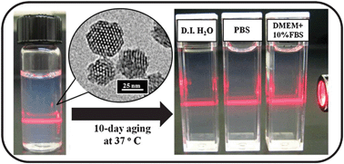 Graphical abstract: Stability of small mesoporous silica nanoparticles in biological media