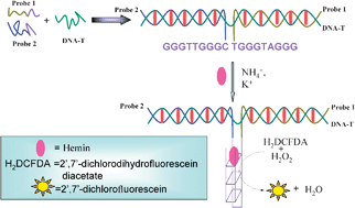 Graphical abstract: G-quadruplex DNAzyme as the turn on switch for fluorimetric detection of genetically modified organisms