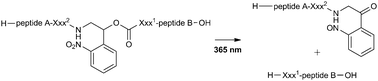 Graphical abstract: Photochemical cleavage of leader peptides