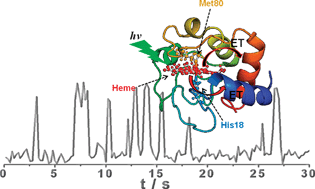 Graphical abstract: Photophysical properties of Zn-substituted cytochrome c investigated by single-molecule and ensemble-averaged spectroscopy