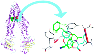 Graphical abstract: Probing the stereoselectivity of P-glycoprotein—synthesis, biological activity and ligand docking studies of a set of enantiopure benzopyrano[3,4-b][1,4]oxazines