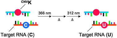 Graphical abstract: Site-specific photochemical RNA editing