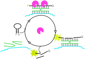 Graphical abstract: Enzyme-assisted binary probe for sensitive detection of RNA and DNA