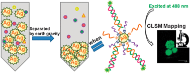 Graphical abstract: Ultrasensitive nucleic acid detection using confocal laser scanning microscope with high crystalline silver dendrites