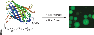 Graphical abstract: Selective labeling of polypeptides using protein farnesyltransferase via rapid oxime ligation