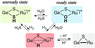 Graphical abstract: Dihydrogen activation by sulfido-bridged dinuclear Ru/Ge complexes: insight into the [NiFe] hydrogenase unready state