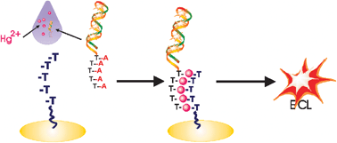 Graphical abstract: A “turn-on” electrochemiluminescent biosensor for detecting Hg2+ at femtomole level based on the intercalation of Ru(phen)32+ into ds-DNA