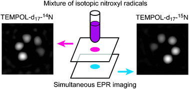 Graphical abstract: Simultaneous molecular imaging based on electron paramagnetic resonance of 14N- and 15N-labelled nitroxyl radicals