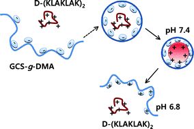 Graphical abstract: A novel pH-responsive polysaccharidic ionic complex for proapoptotic d-(KLAKLAK)2 peptide delivery