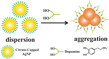 Graphical abstract: Silver nanoprobe for sensitive and selective colorimetric detection of dopaminevia robust Ag–catechol interaction